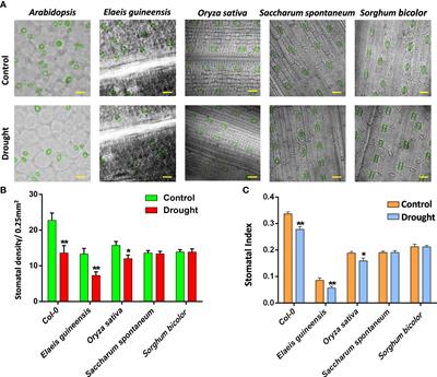 The evolution and expression of stomatal regulators in C3 and C4 crops: Implications on the divergent drought tolerance